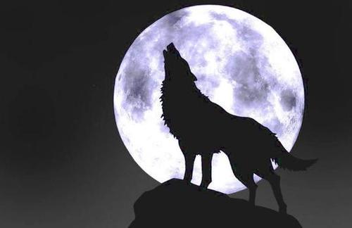 黄怒波：狼般的生活，没有绝望