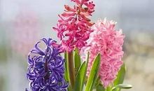 描写风信子花的优美句子