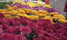 描写菊花的优美句子精选