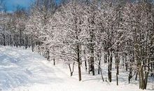 萧红：又是冬天