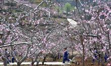 所有的努力都开花