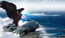 雄鹰小时候也叫菜鸟