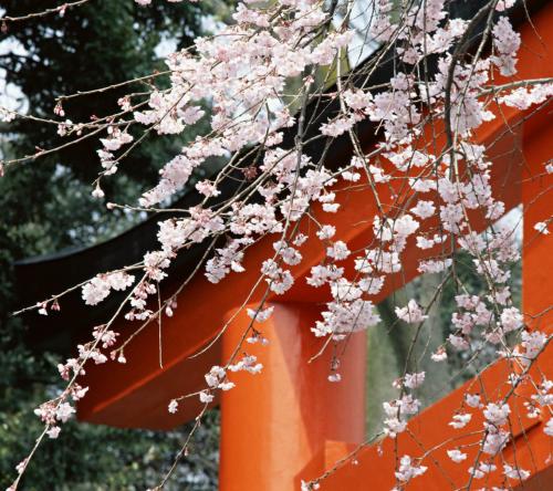 斜风细雨享受着落花