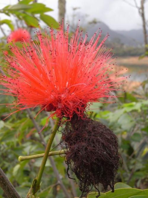 杨颖：春天来了