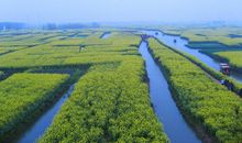 丁立梅：像菜花一样幸福地燃烧