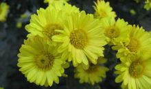 丁立梅：菊有黄花