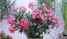 描写夹竹桃的段落