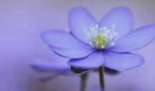 人生四法则：改变、适应、回避、放弃