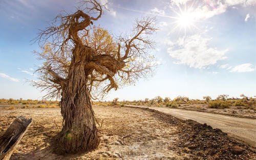写下植物的成分:我爱我的家乡的胡杨林