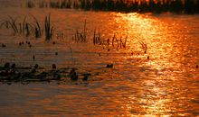 描写湖面的句子