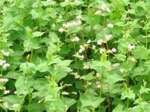 无所事事不是慢生活,而是慢生活