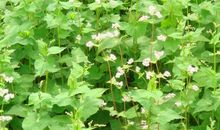 无所事事并不是慢生活，而是在慢待生活