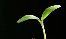 你的一生，总有适合自己的种子