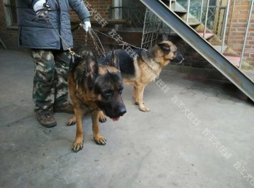 鼓舞人心的故事：编织草席和牧羊人的王子