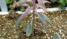 记事作文：花房里的“不死鸟”