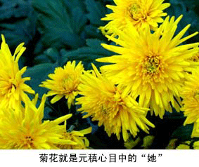 菊花的诗意袁震