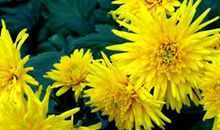 菊花元稹的诗意