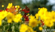 菊花黄巢的诗意