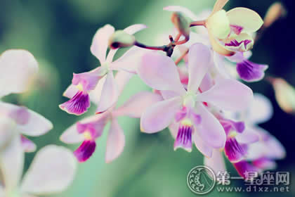 成语形容春天的花朵