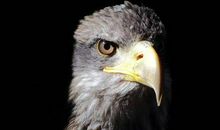 励志小故事：金矿上面的十字镐