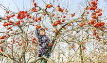 有趣的摘柿子作文