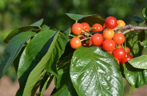 一句话描述了樱桃的美丽味道