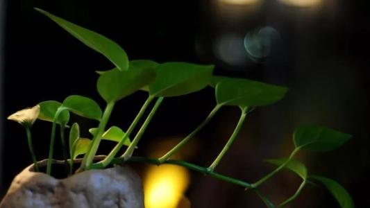 “有前途的”赌注改变了生活