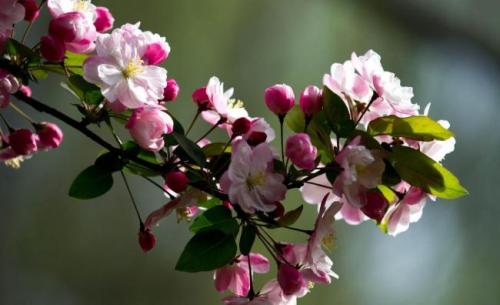 美丽的句子描述秋海棠花