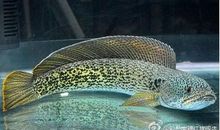 告诉孩子，一定要知道这三条鱼