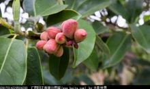 描写含笑花的句子