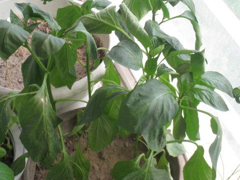 读《金鸥雀》后的历史观察与未来思考