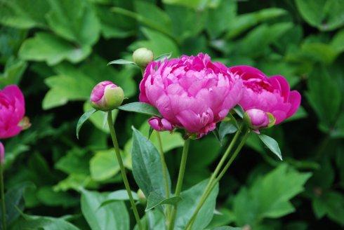 等待盛开的季节，您最终将迎来一个充满鲜花的未来