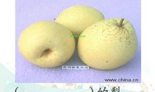 写水果作文：梨