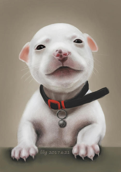 撰写动物论文：我的小白