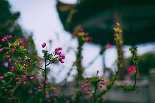 冰心:一天的春天