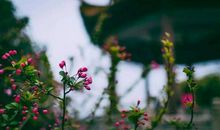 冰心：一日的春光