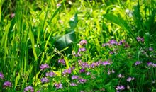 描写春天的优美片段