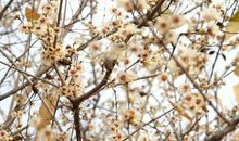 赵丽宏：假如你想做一株腊梅