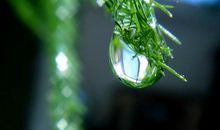 描写露珠的句子有哪些