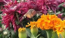 初中作文：论花的启示