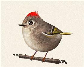 冯继才：珍珠鸟