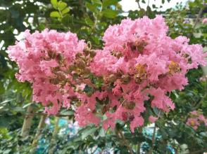 泰戈尔：普通的女孩