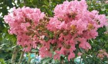 泰戈尔：普通的姑娘