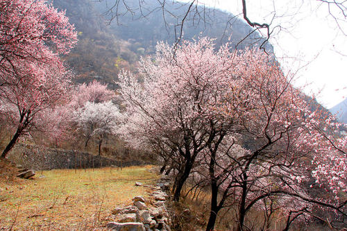 每个草根通向春天