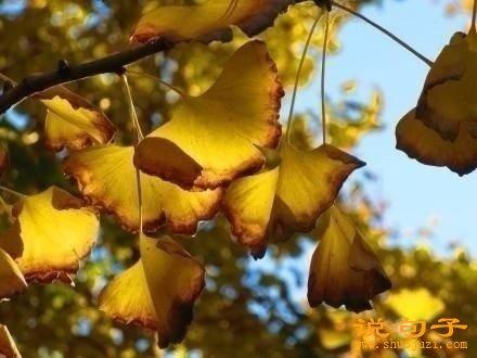 银杏树下的组成