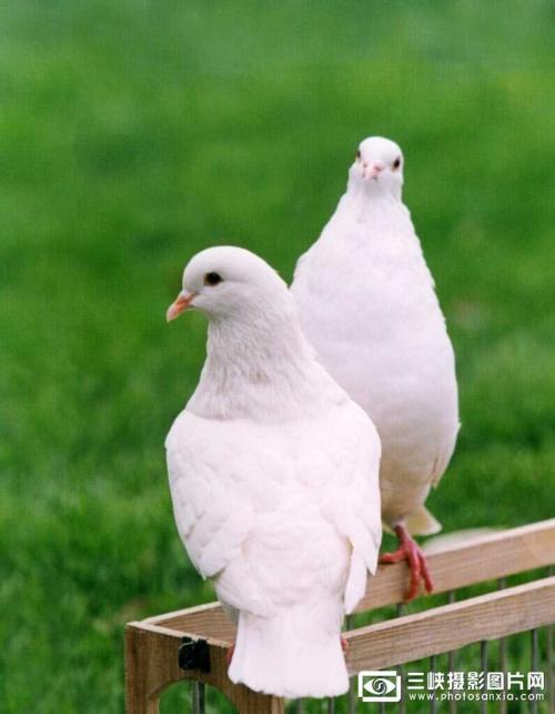 写一个动物组成：白鸽