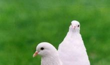 写一种动物作文：白鸽