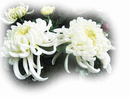 感恩篇：清明，那向往的灵魂