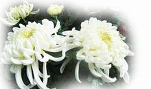 感恩文章：清明，那份思念欲断魂