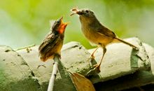 初中作文：感悟生命